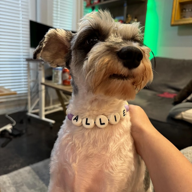 Personalized Beaded Dog Collar (Customizable)