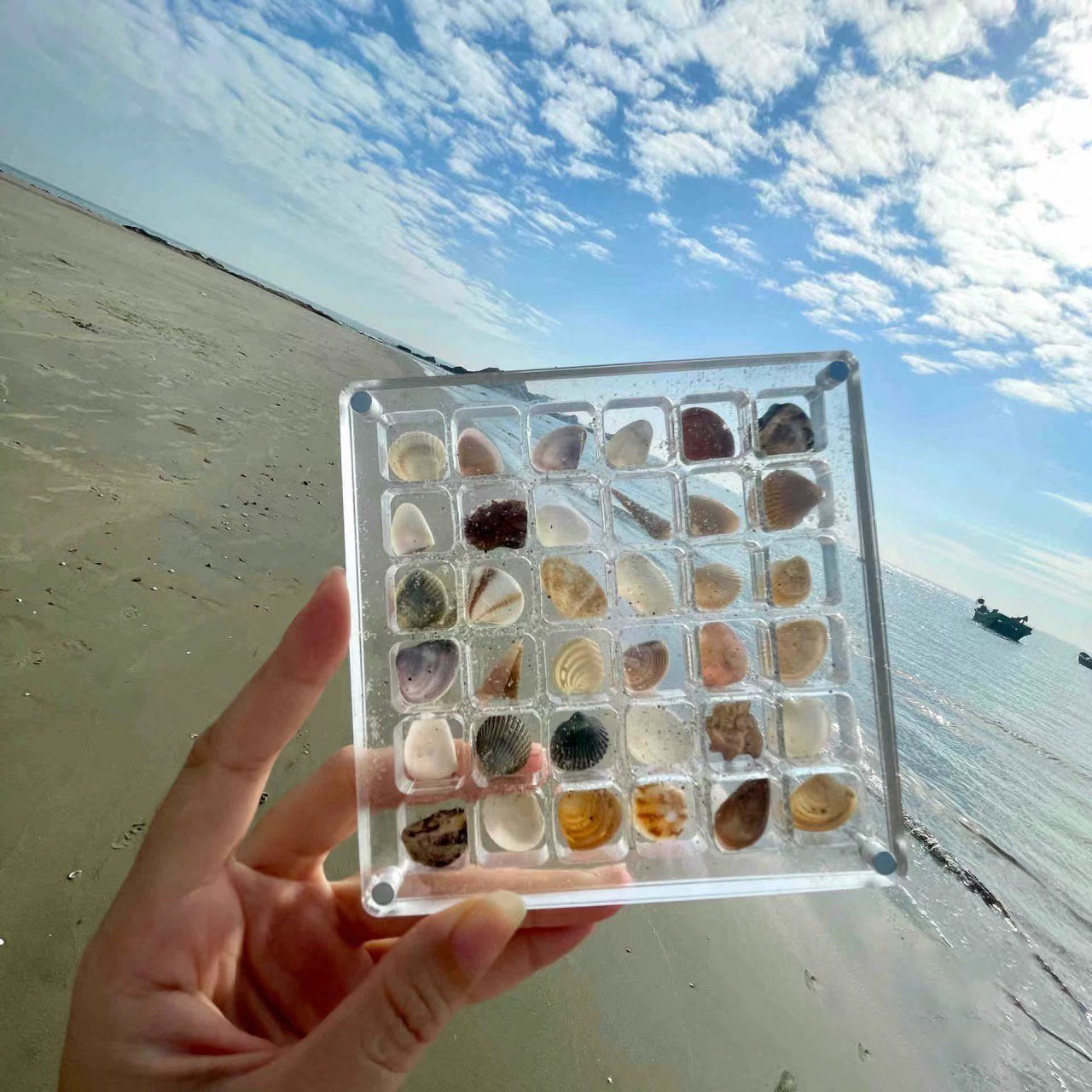 Last Day 49%-Acrylic Magnetic Seashell Display Box