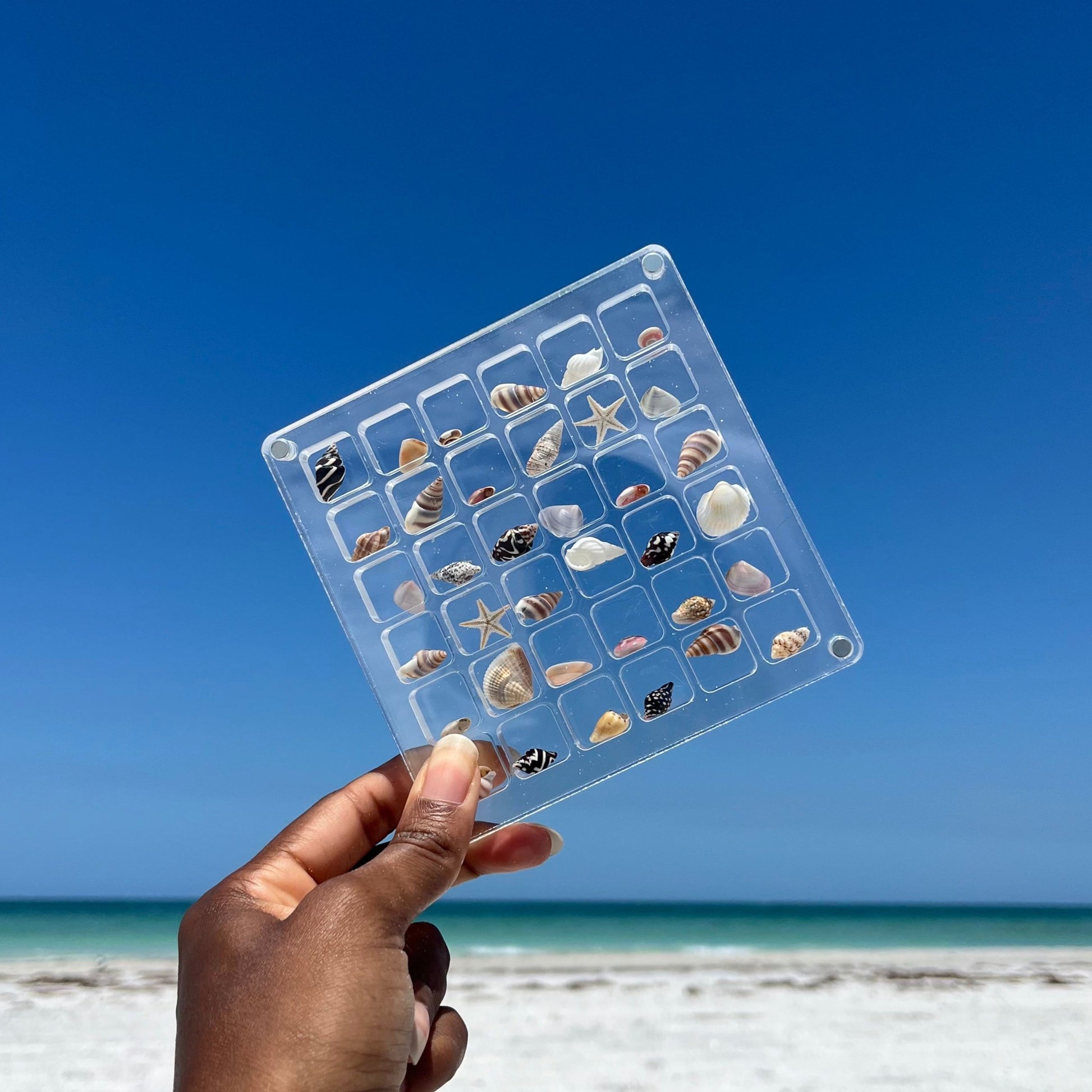Domiple™ SeaShell Display Case (36/64 Grid)