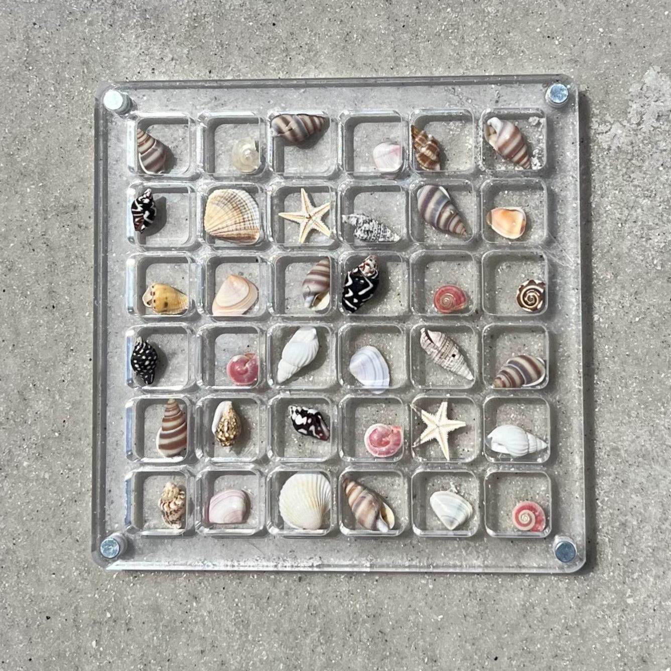 Domiple™ SeaShell Display Case (36/64 Grid)