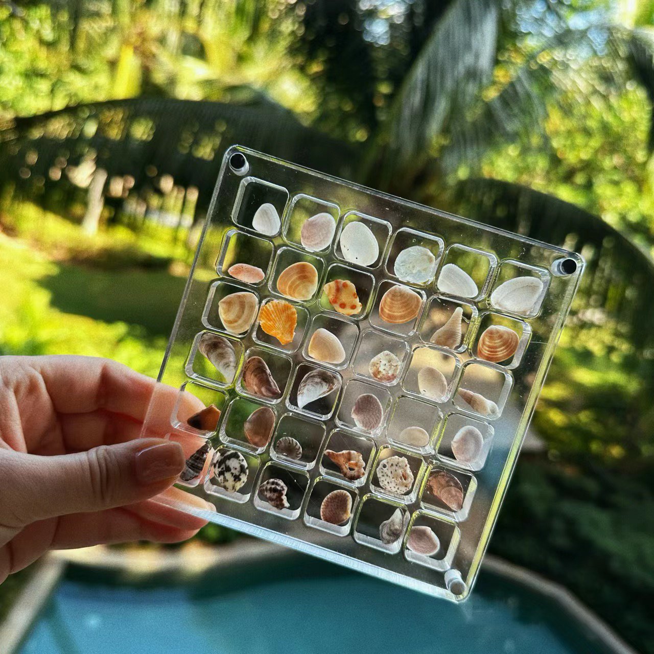 Last Day 49%-Acrylic Magnetic Seashell Display Box