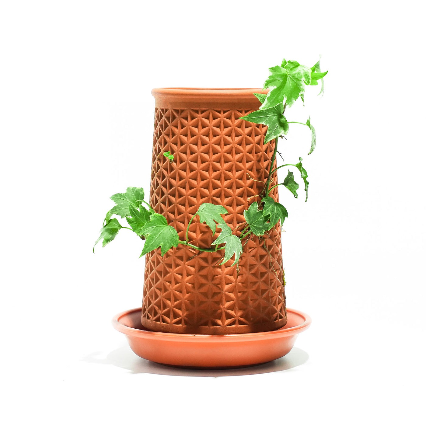 The Do's and Don'ts of Terracotta Plant Pots