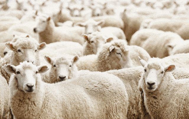 Tradu&ccedil;&atilde;o-JL-Export Jaqueta norueguesa de veludo simples e duplo para homens-1025553_14 (2).gif