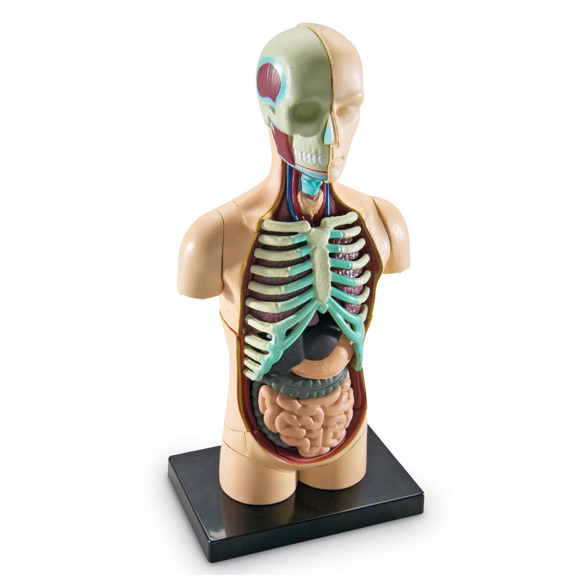 Learning Resources Anatomy Model - Human Body
