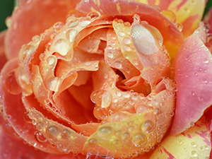 color reproduction