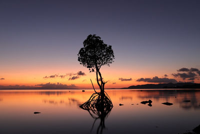 Tree Surrounded by Water with a Sunset Behind