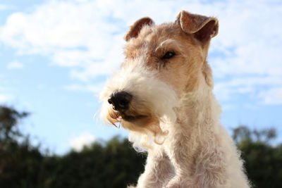 3 Quarter View of a Dogs Head