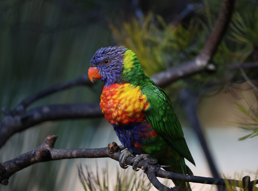 RF200-800mm F6.3-9 IS USM - Rainbow Colored Bird