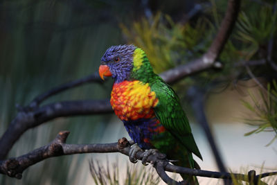 Rainbow Bird on a Branch