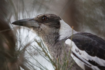 Close-Up to a Bird's Face