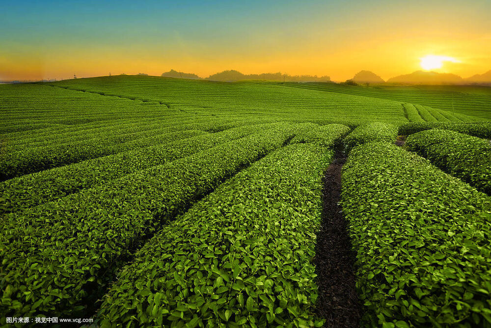 10 Flavors China tea cha and Cooked Puerh tea Slimming Mini shu Puer tea Tuocha Buy Our Tea