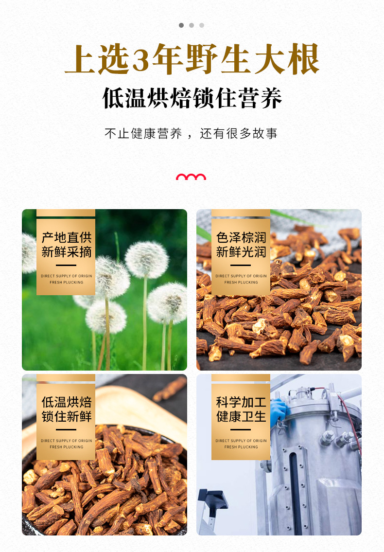 蒲公英根6.jpg