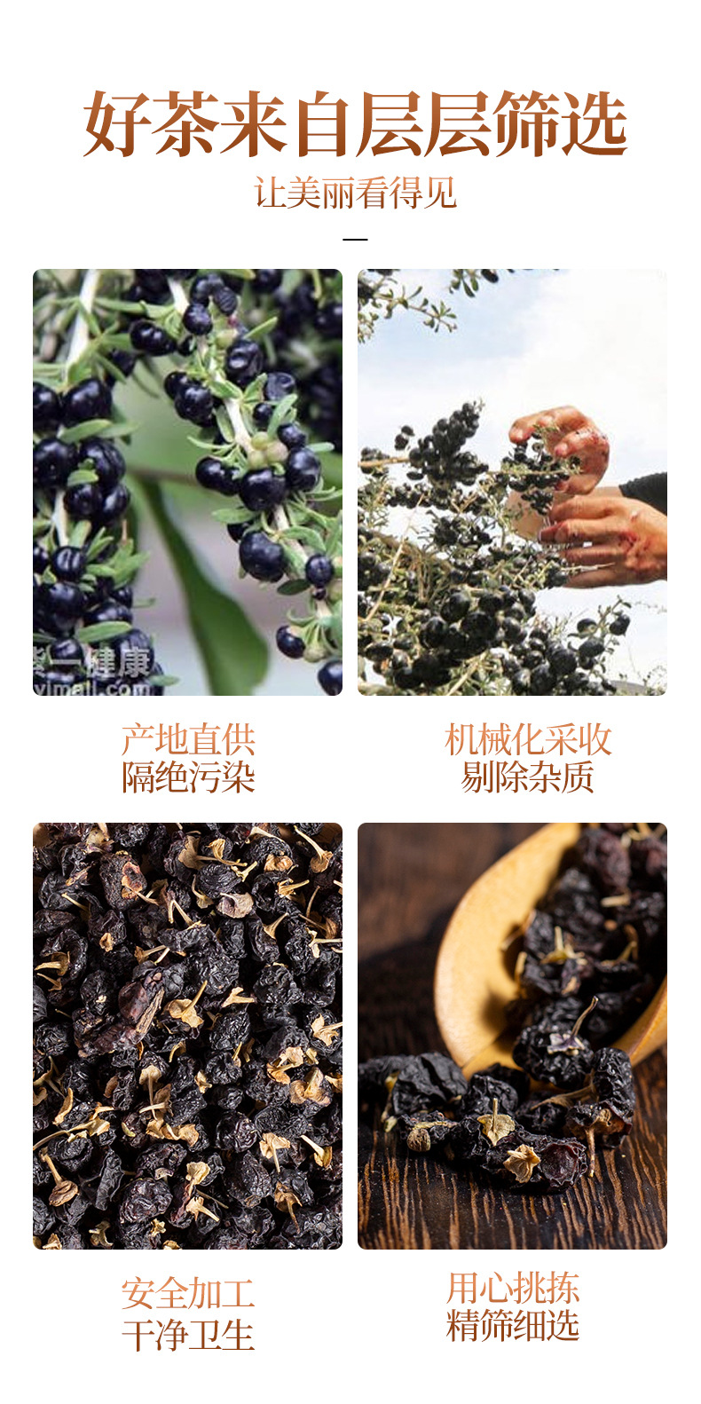 茗仟-黑枸杞_04.jpg