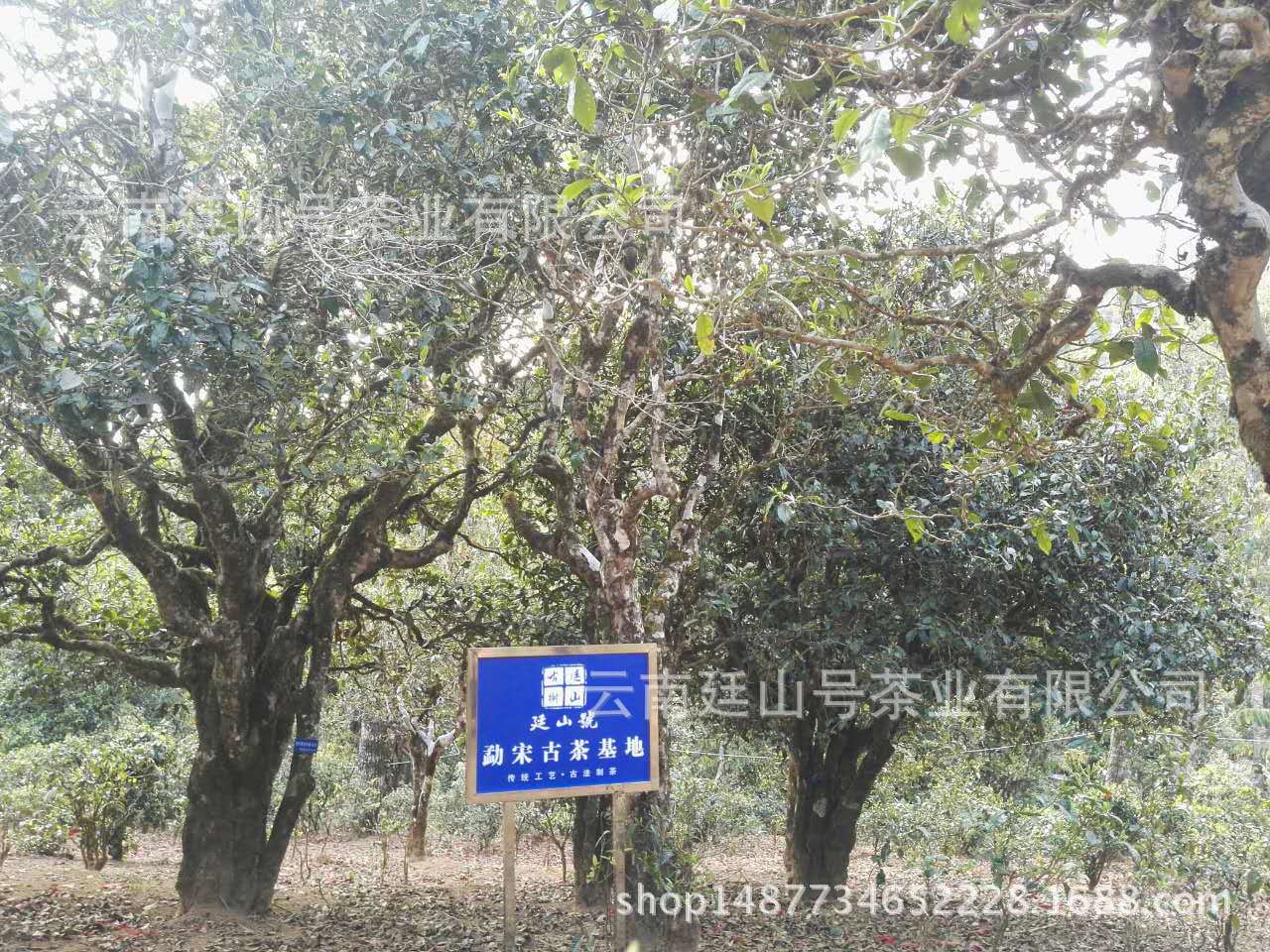 Tingshan Pu'er tea base