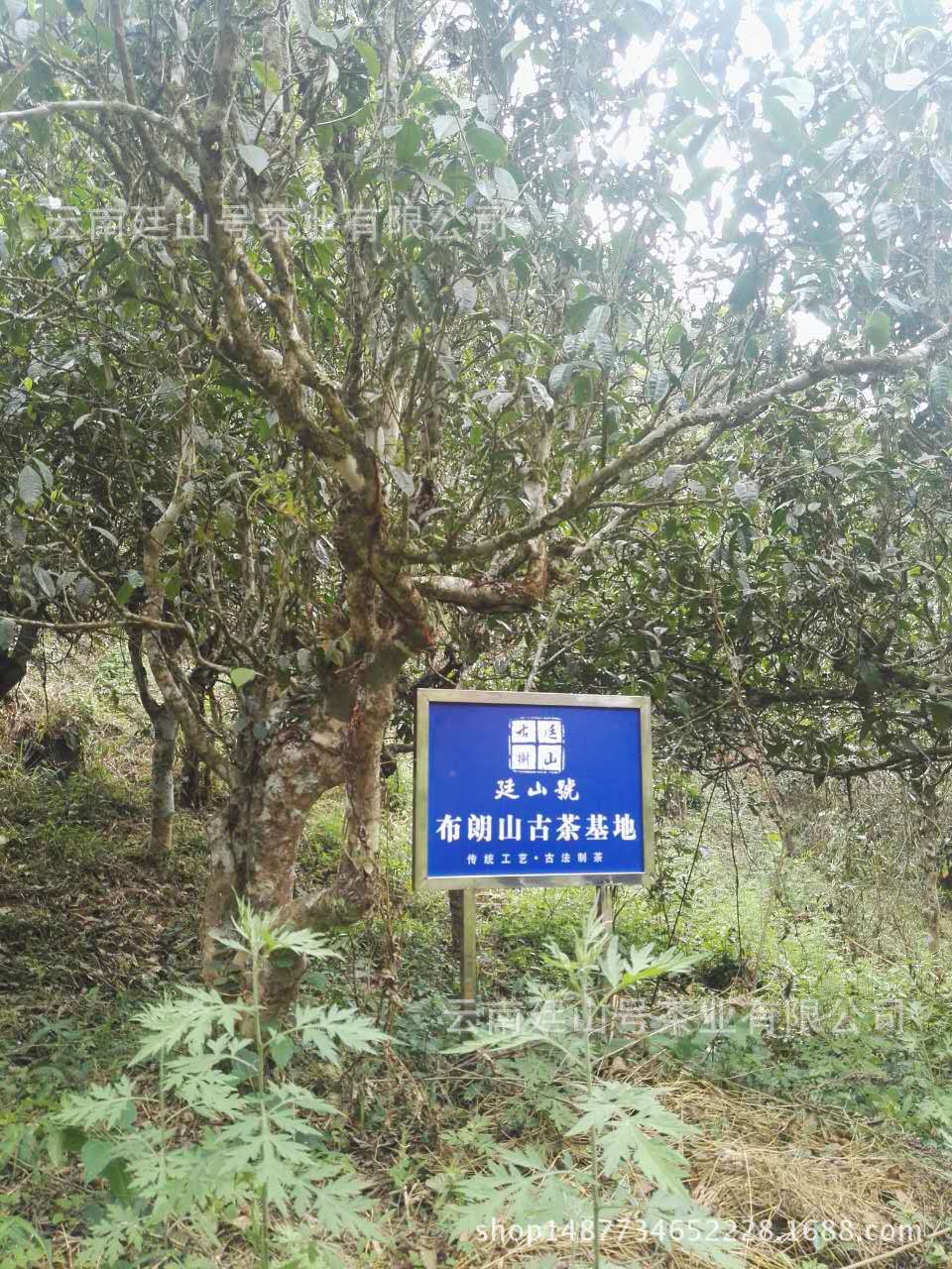 Tingshan Pu'er tea base