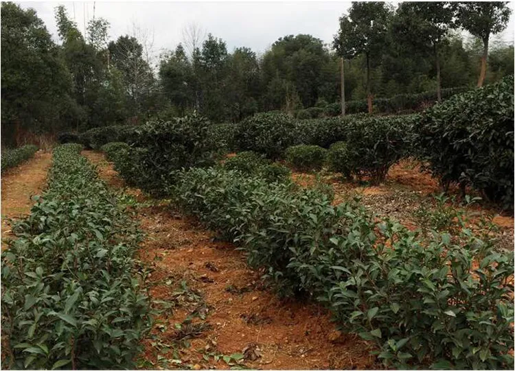 Preference Fuding White Shoumei Lao Bai Cha,300g Green Food Old White Tea Cake Natural Health Care