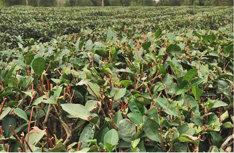 Preference Fuding White Shoumei Lao Bai Cha,300g Green Food Old White Tea Cake Natural Health Care