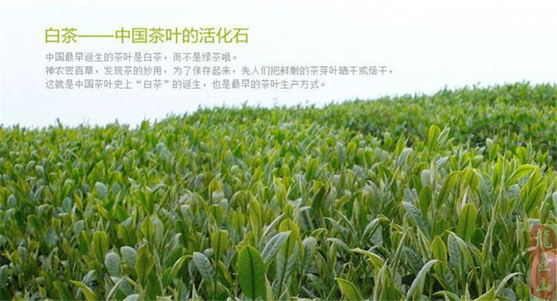  Promotion! Anti-age White Tea, Fuding White Peony,Organic Baimudan,Famous Chinese tea, reduce sugar blood Food 