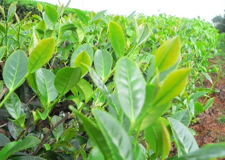  C-PE056 Premium Yunnan Puer Tea,Free shipping 100g Ripe Puerh Tea,Chinese Mini Yunnan Tuocha,Old Tea Tree Materials Pu erh 