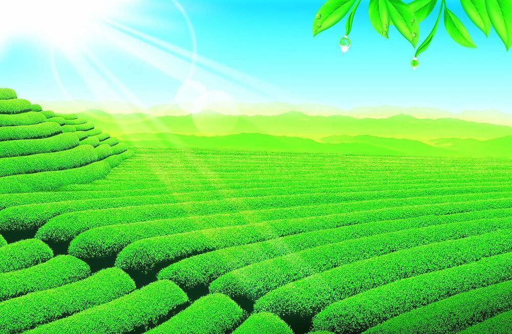 10 Flavors China tea cha and Cooked Puerh tea Slimming Mini shu Puer tea Tuocha Buy Our Tea