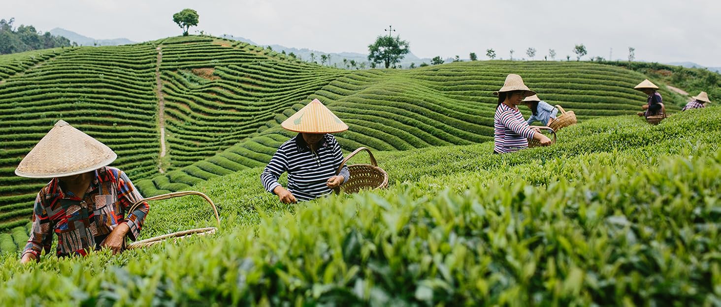 organic fair trade green tea farm in china