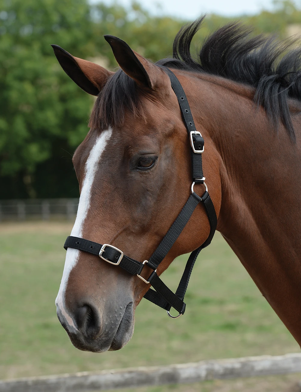 Roma Headcollar & Lead Set