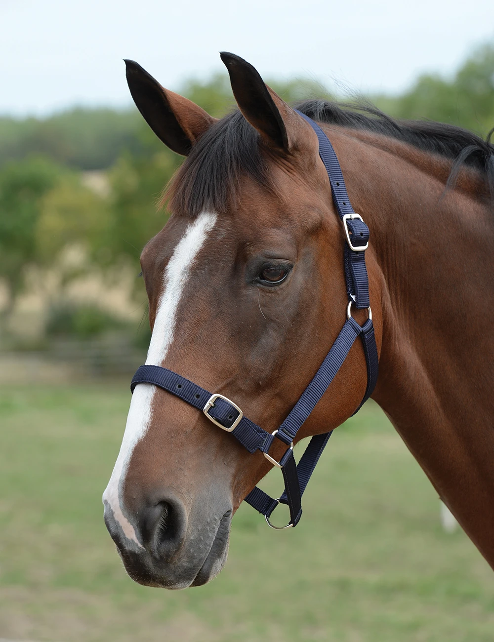 Roma Headcollar & Lead Set
