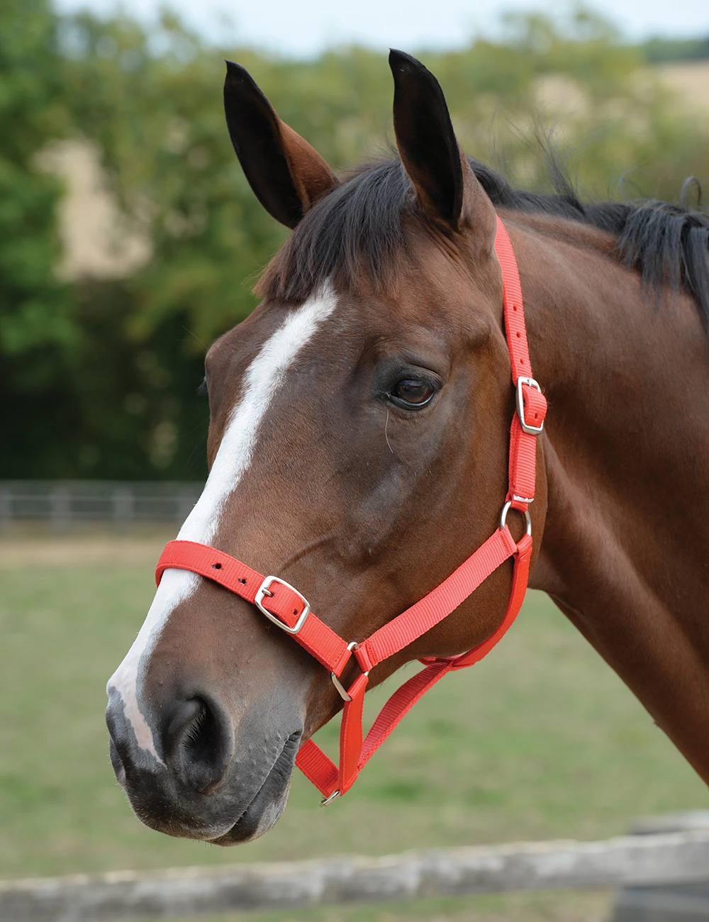 Roma Headcollar & Lead Set