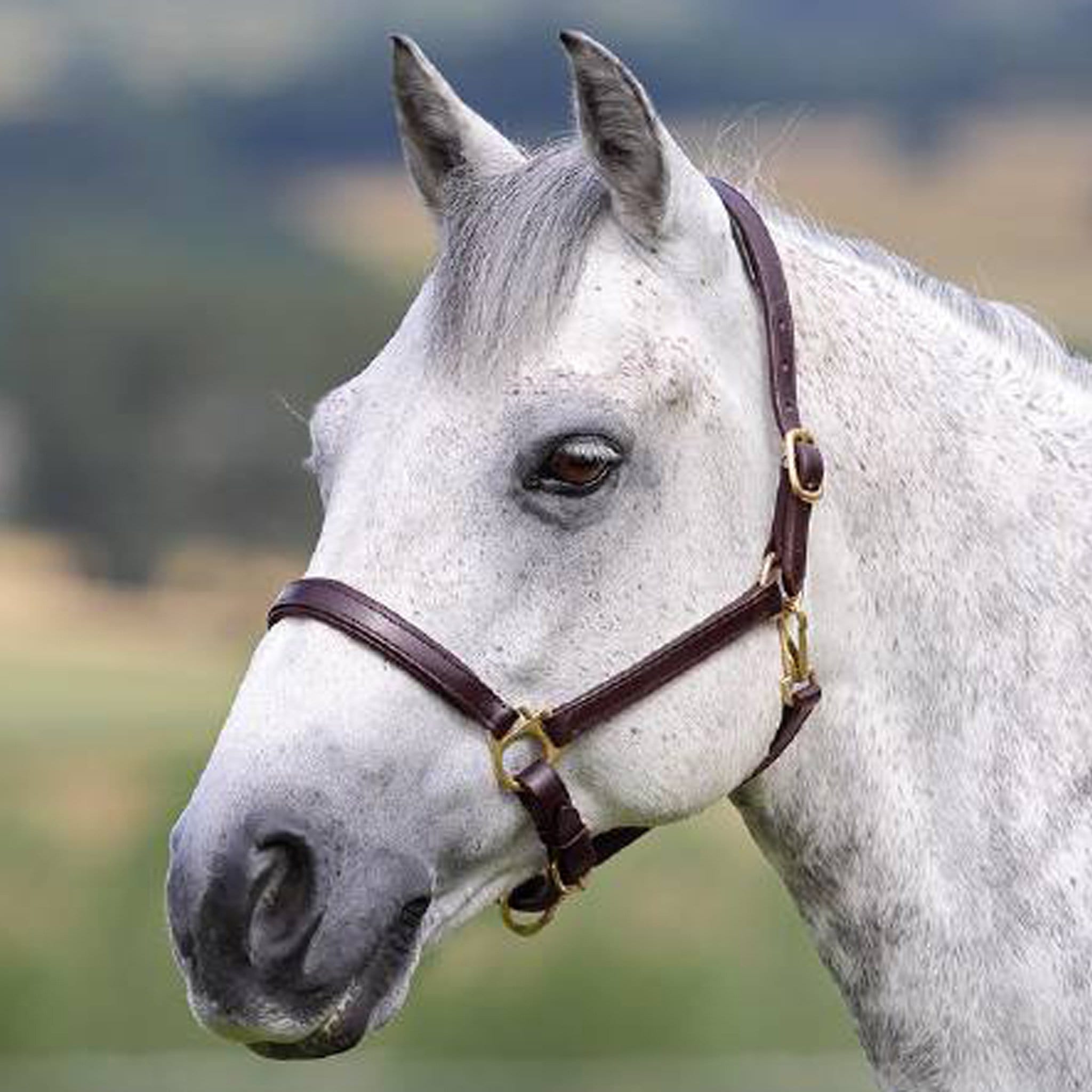 Velociti Gara Ragley Lined Leather Headcollar - Pony · Havana