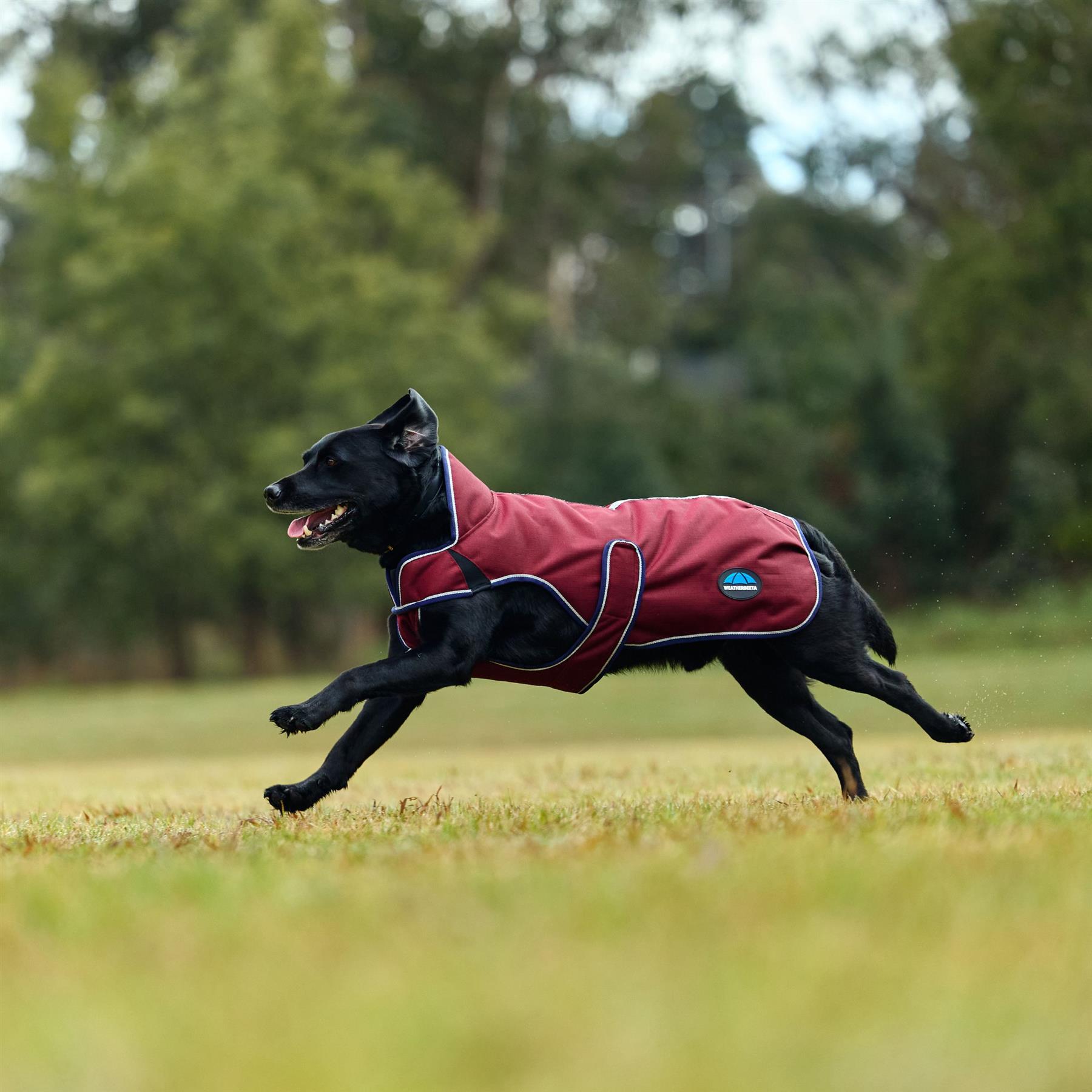 Weatherbeeta Comfitec Premier Deluxe Waterproof Dog Coat