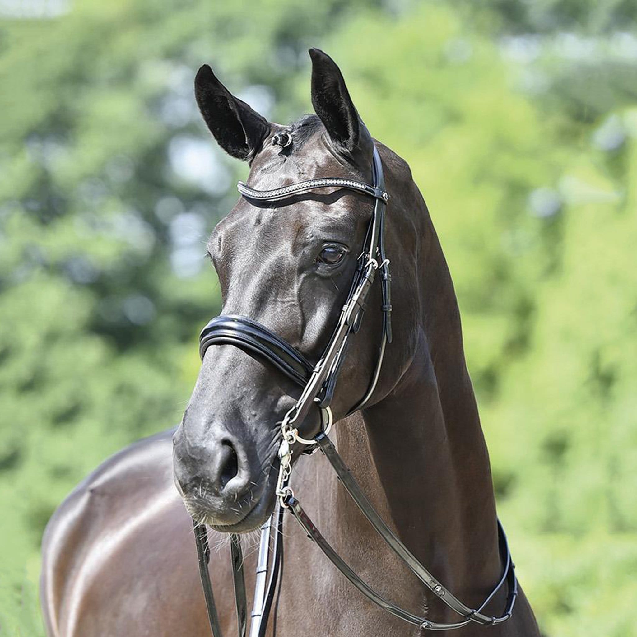 Busse Massa Double Bridle LHS 120906