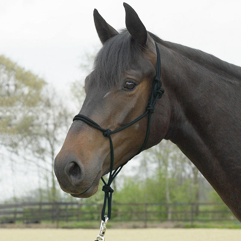 Busse Standard Rope Halter