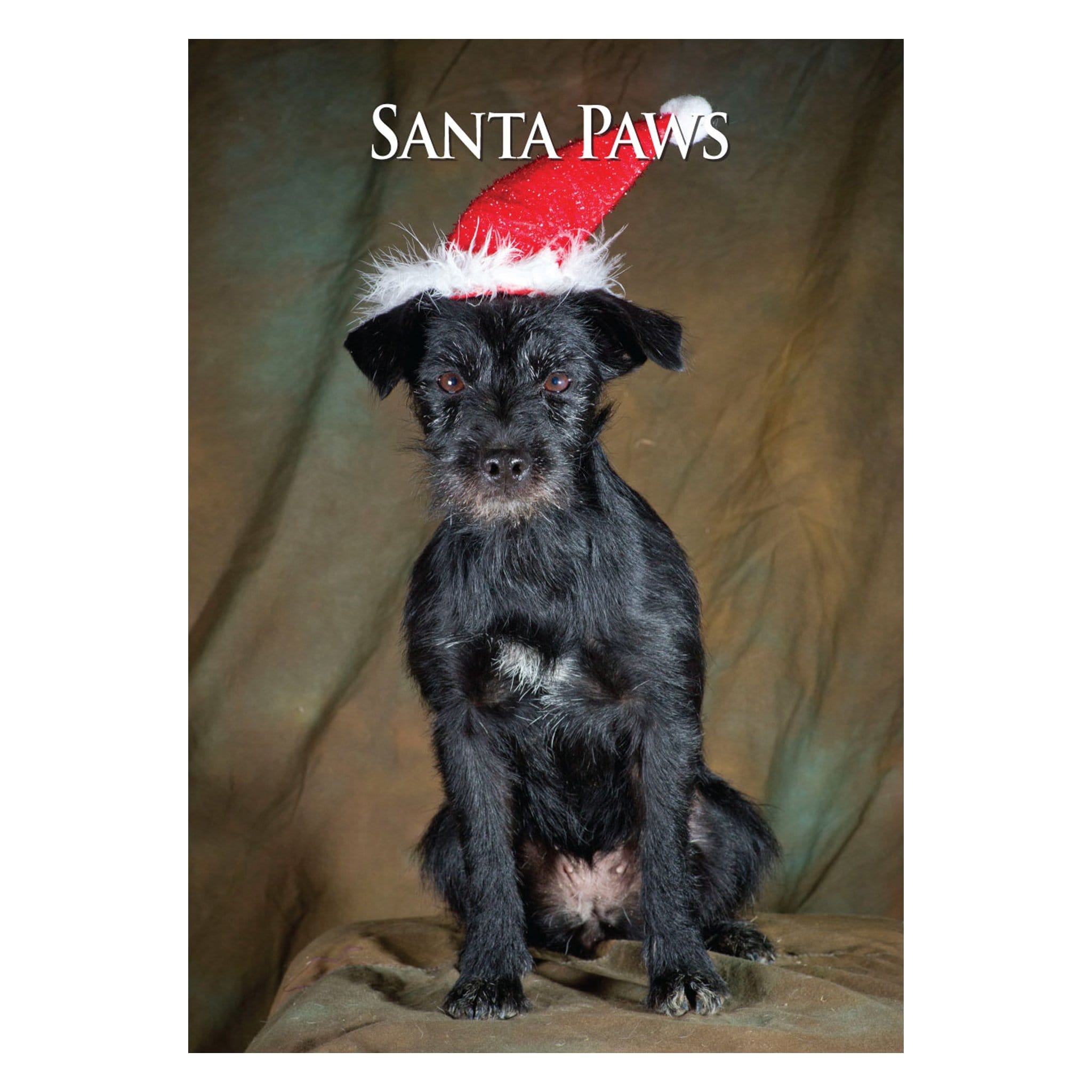 CSP Patterdale Terrier Christmas Card CHRPAT01