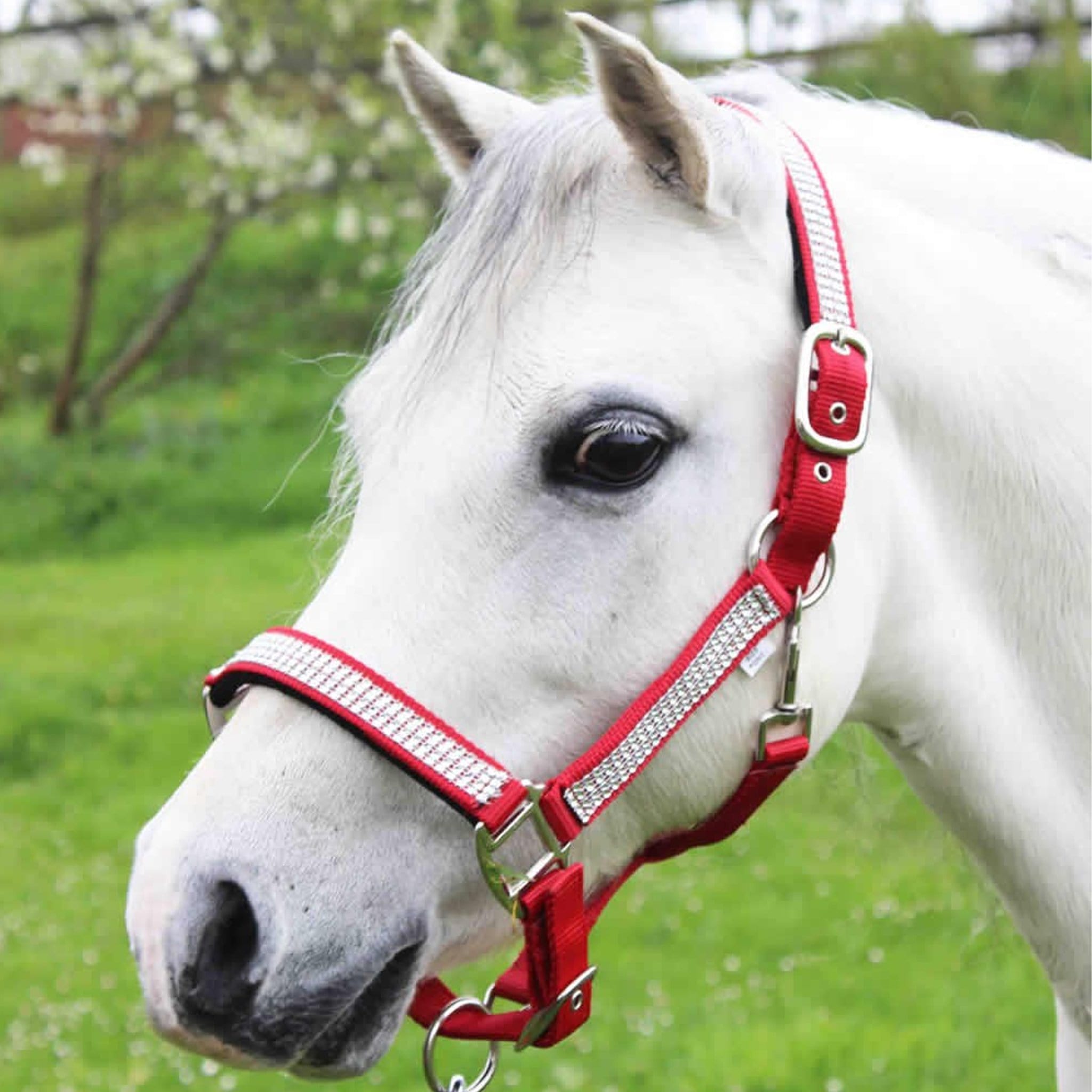 Gallop Diamante Padded Headcollar - Shetland · Red