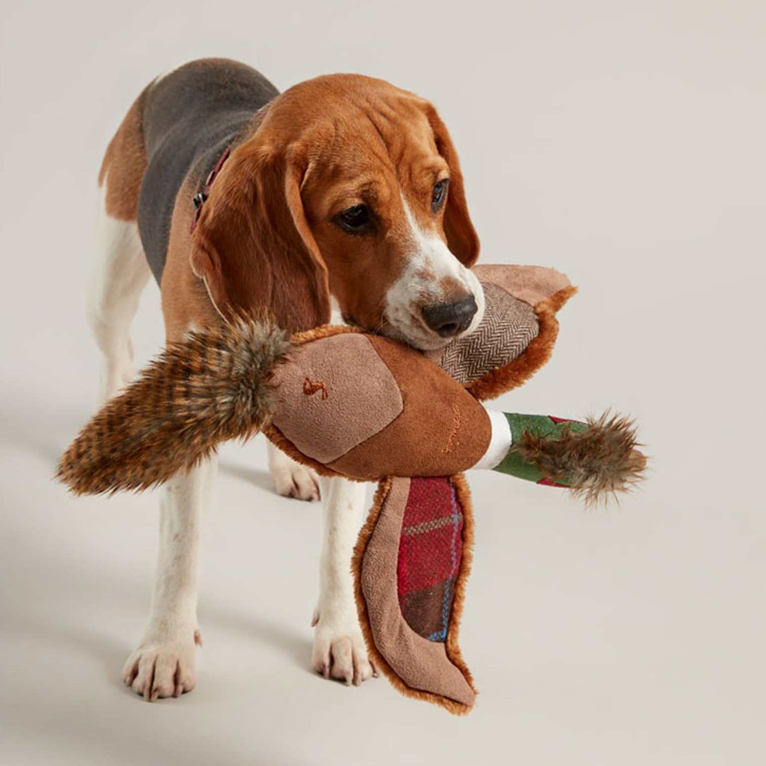Joules Pheasant Dog Toy