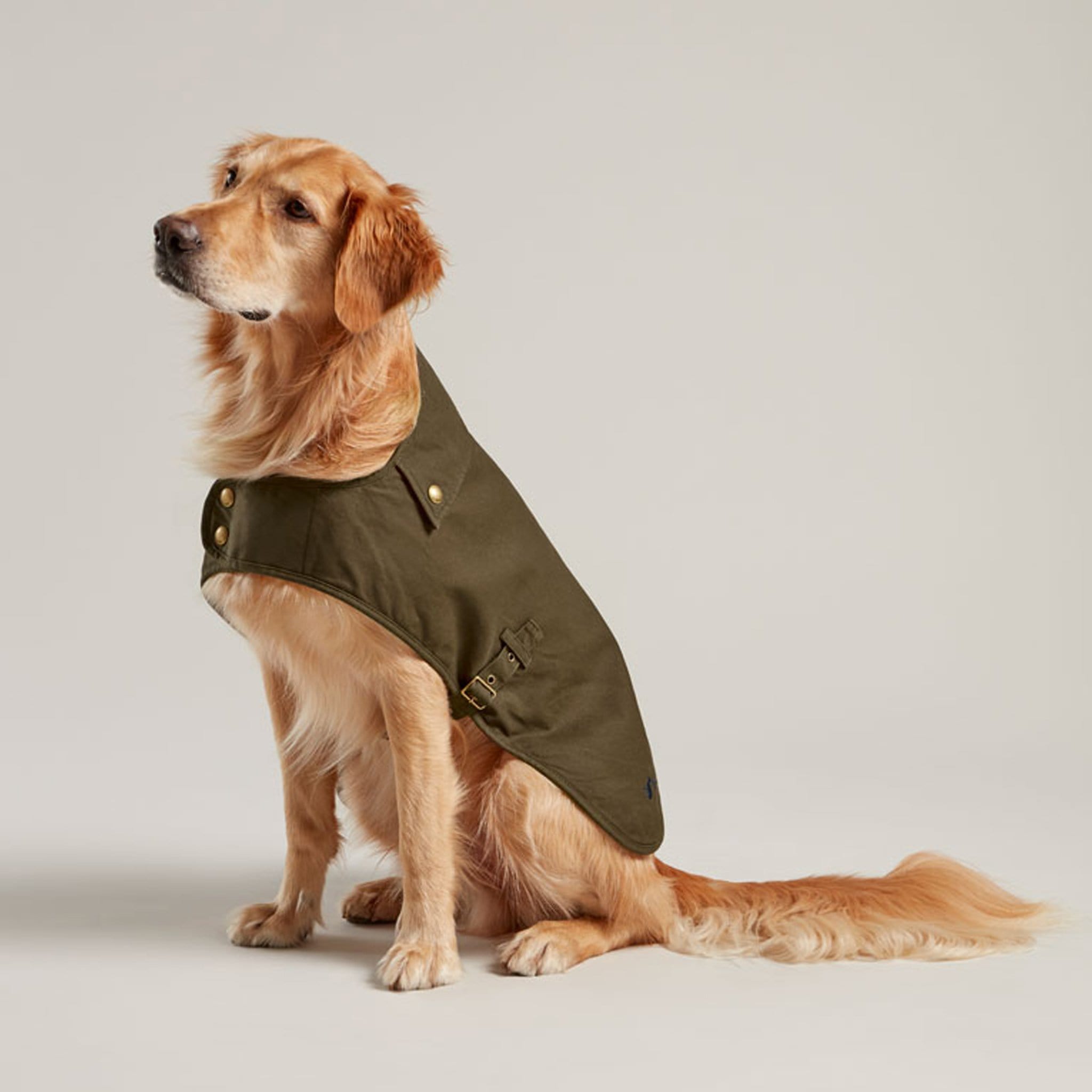 Joules best sale dog jumper