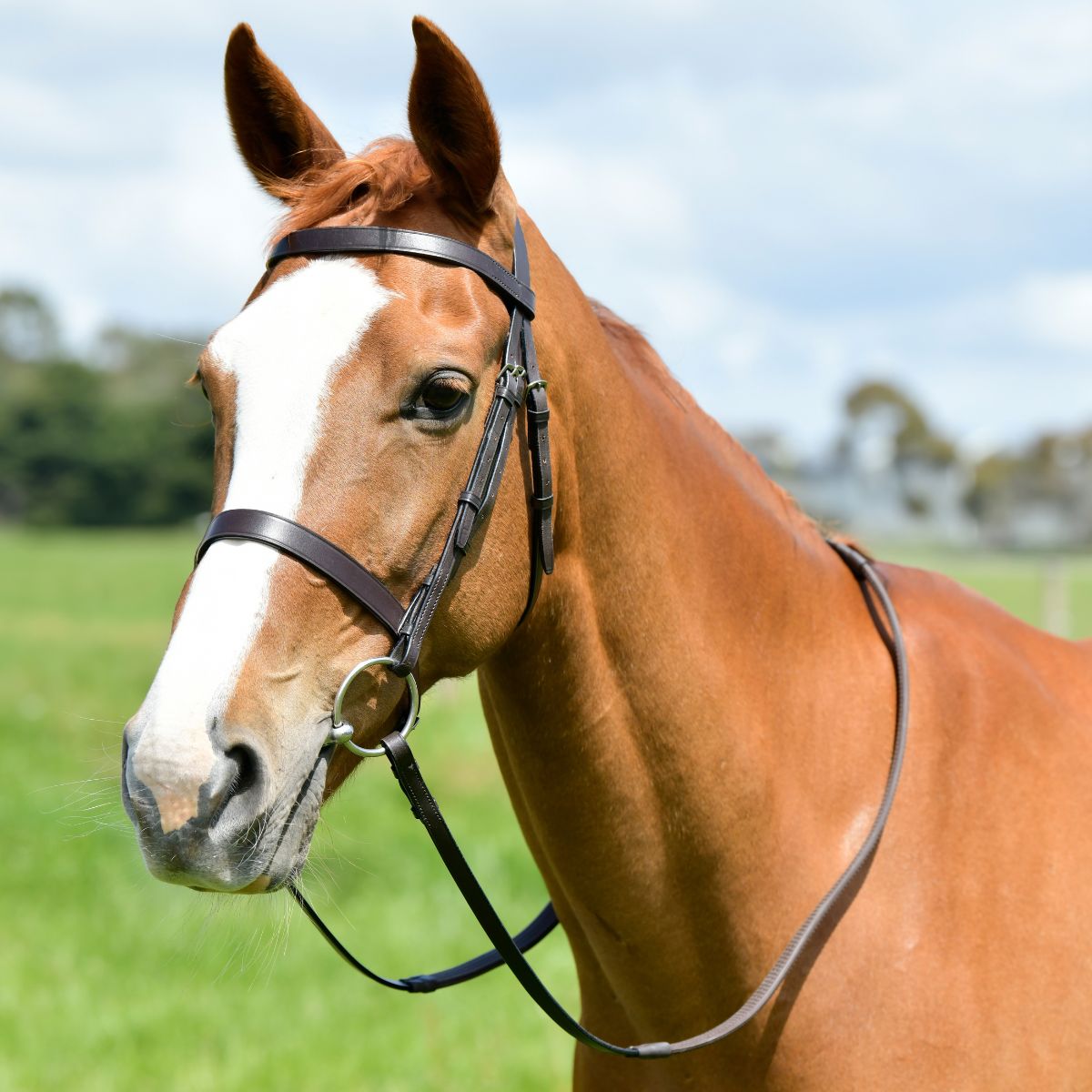 Kincade Classic Flat Hunt Bridle With Reins - Cob · Brown