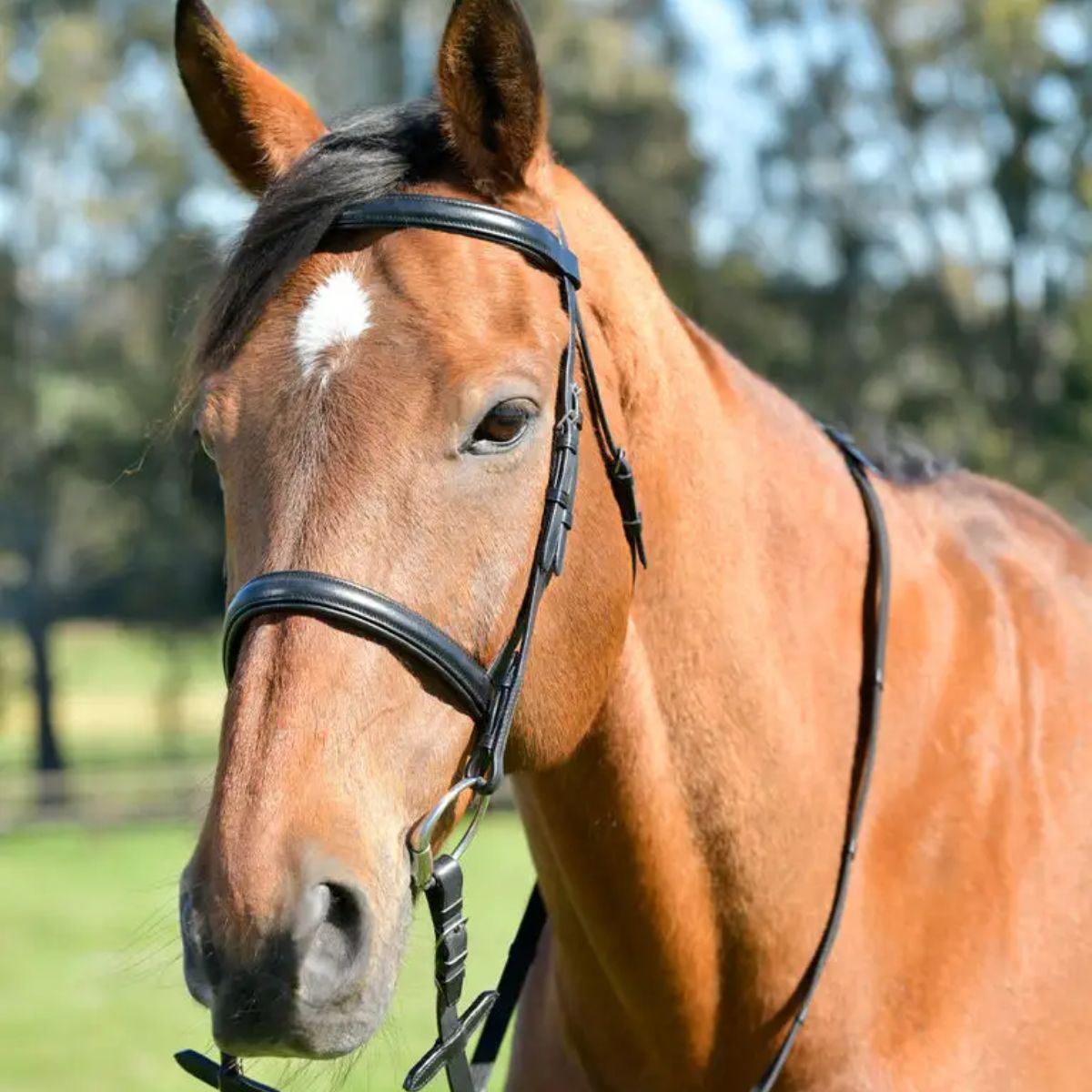 Kincade Classic Plain Raised Cavesson Bridle with Reins - Warmblood · Black