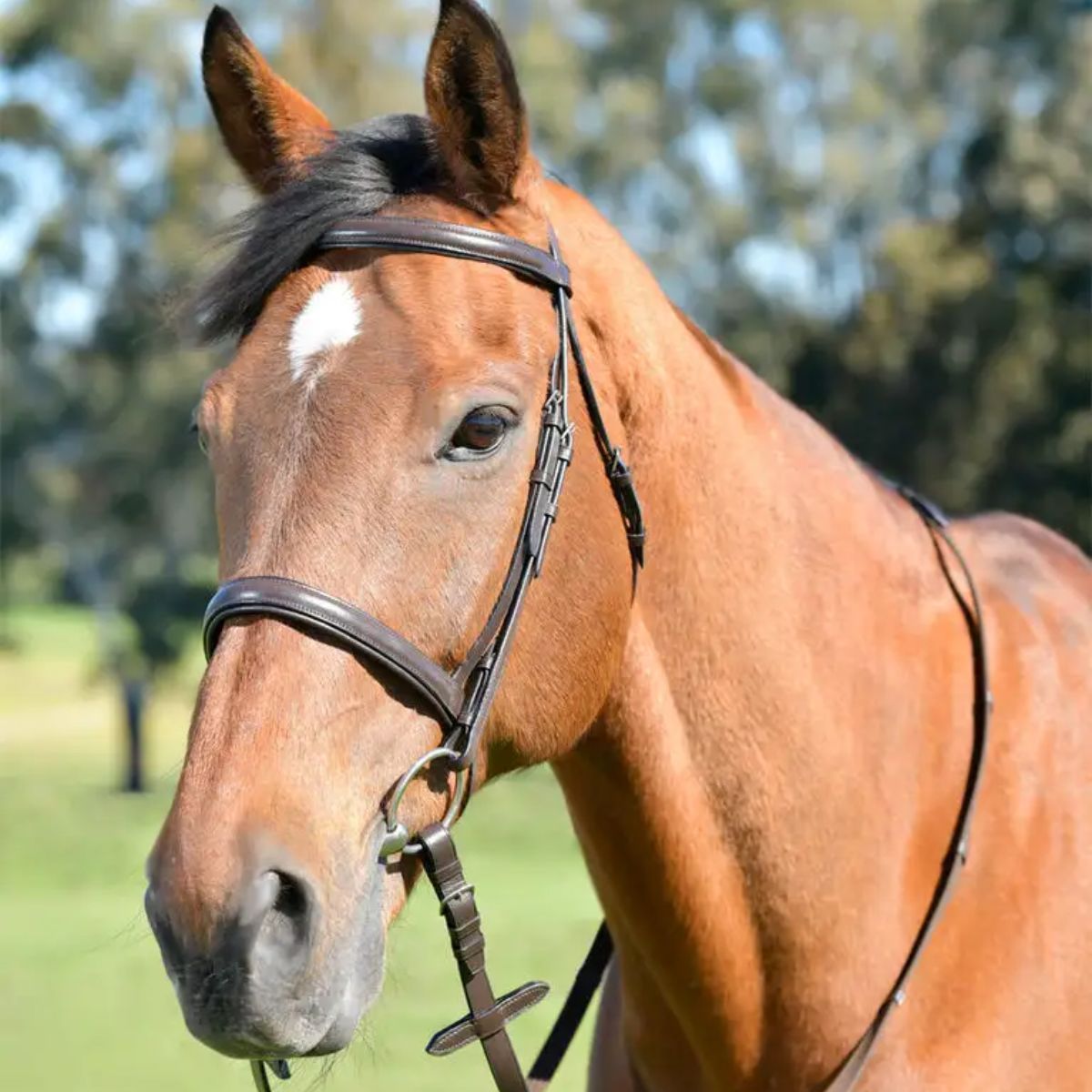 Kincade Classic Plain Raised Cavesson Bridle with Reins - Shetland · Brown