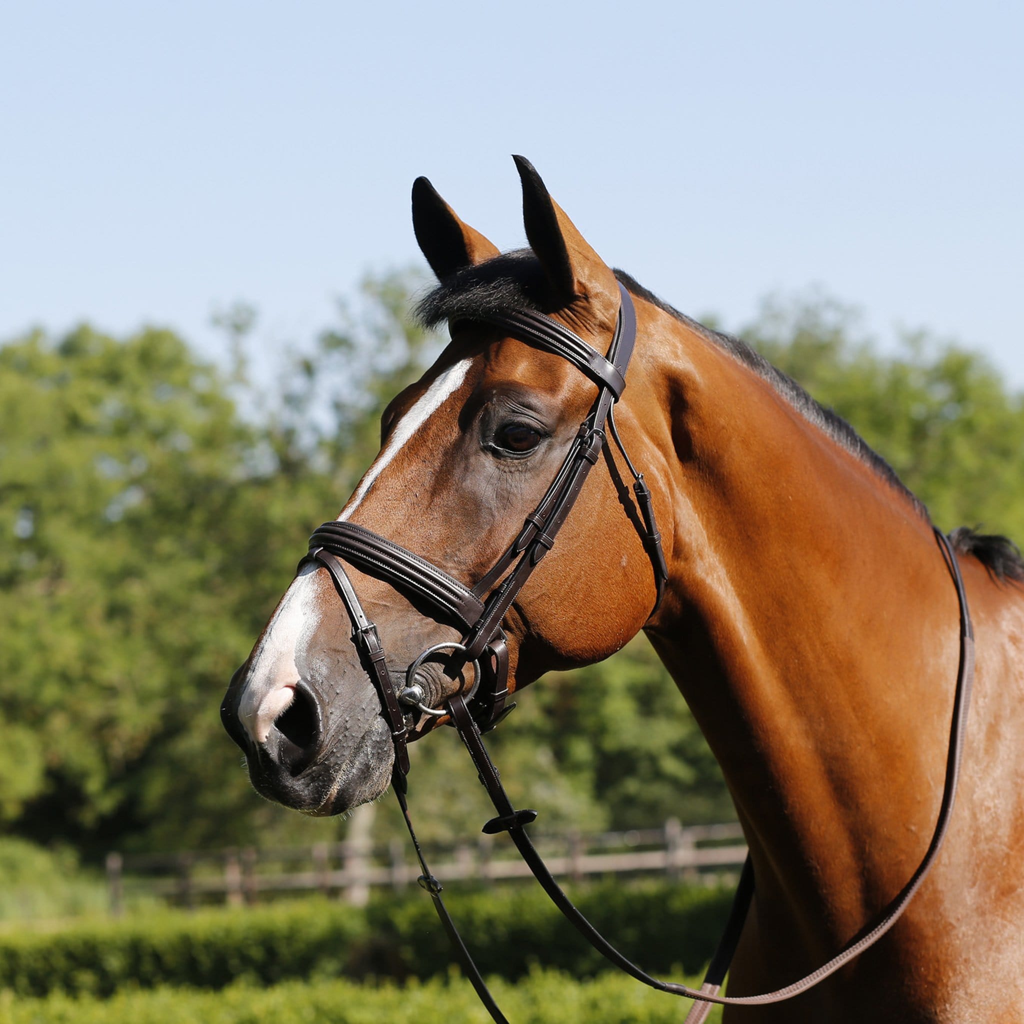 Mark Todd Double Raised Bridle Havana TOD884347