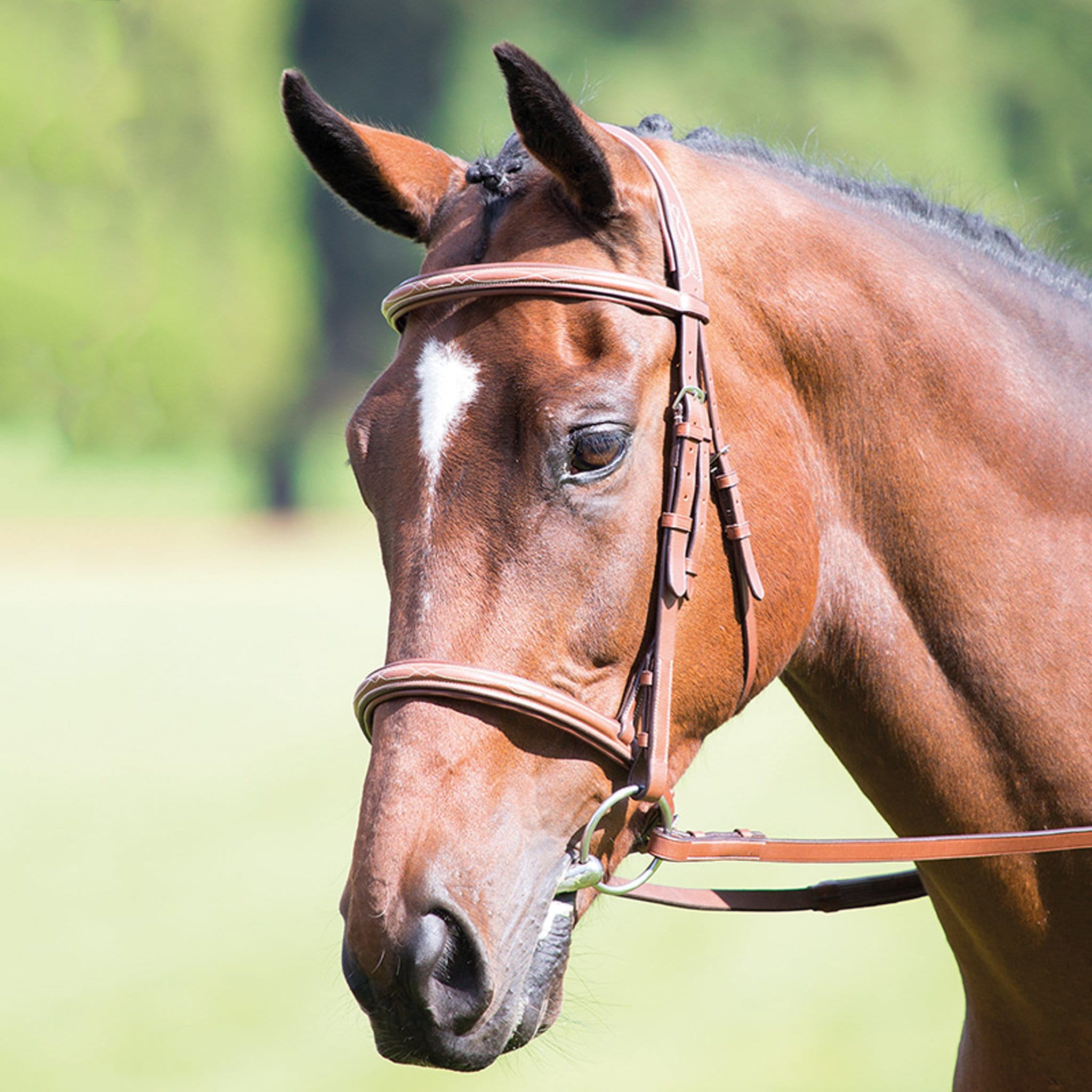 Avignon Padded Raised Cavesson Bridle - Full · Oak