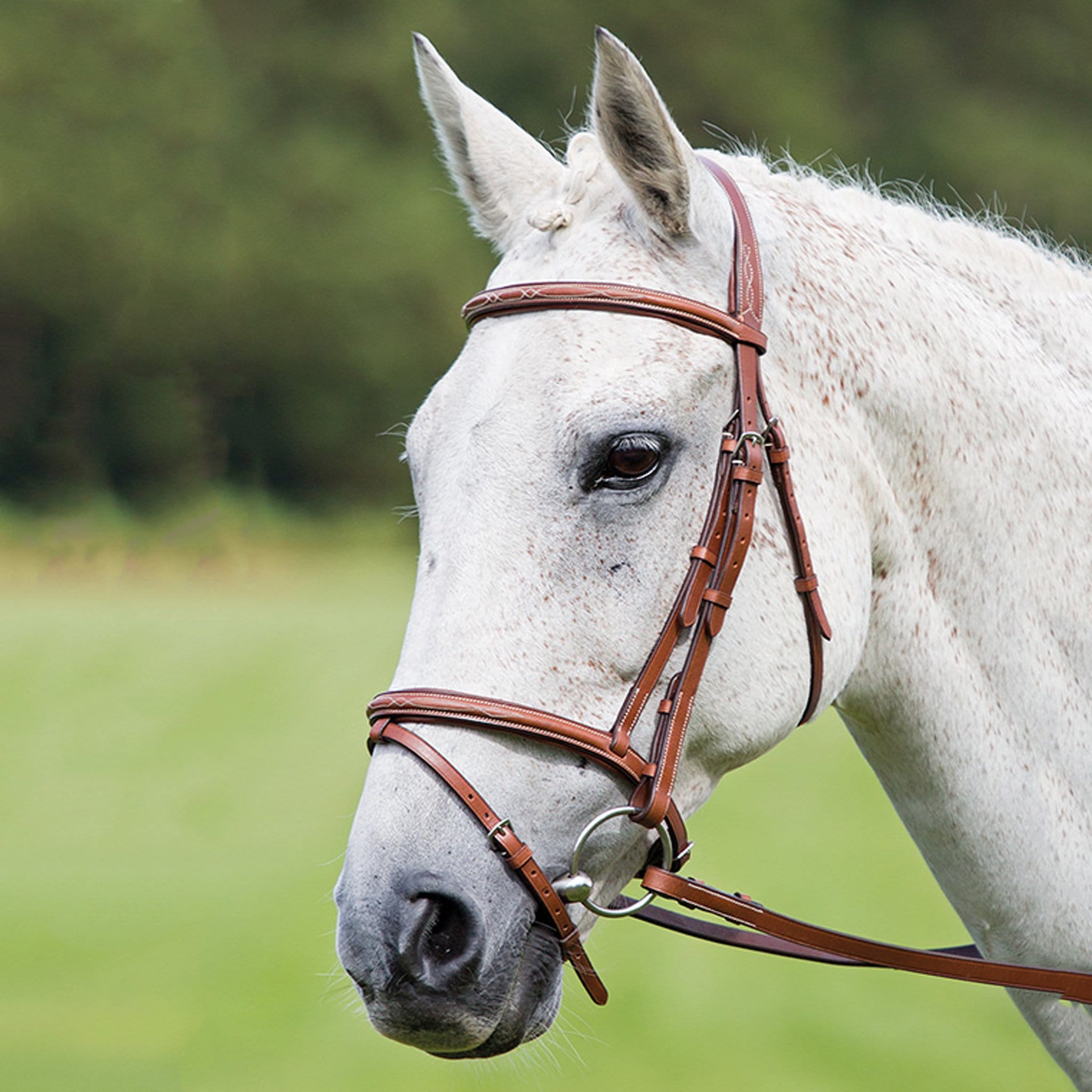 Avignon Padded Raised Flash Bridle - Pony · Oak