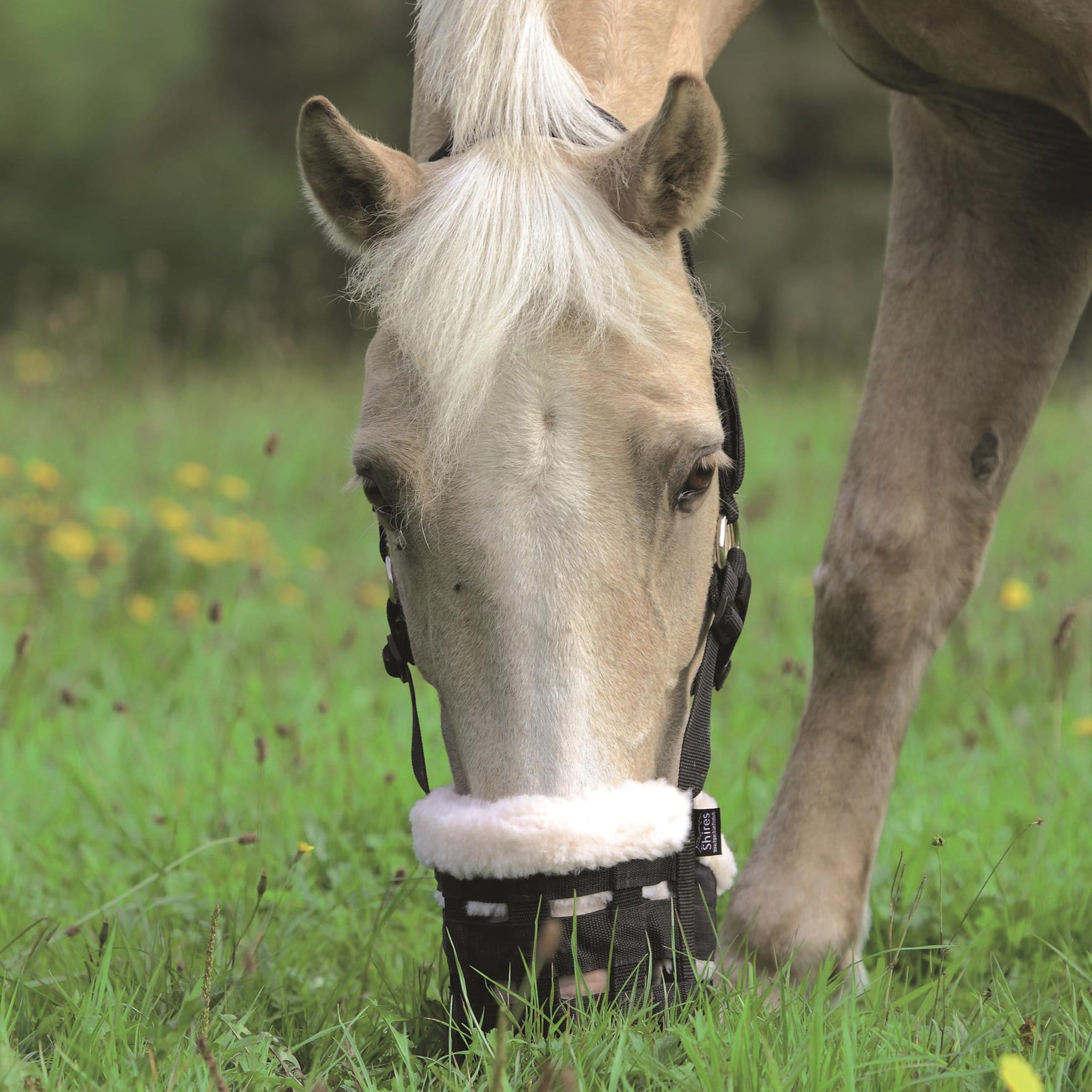 Grazing muzzle best sale