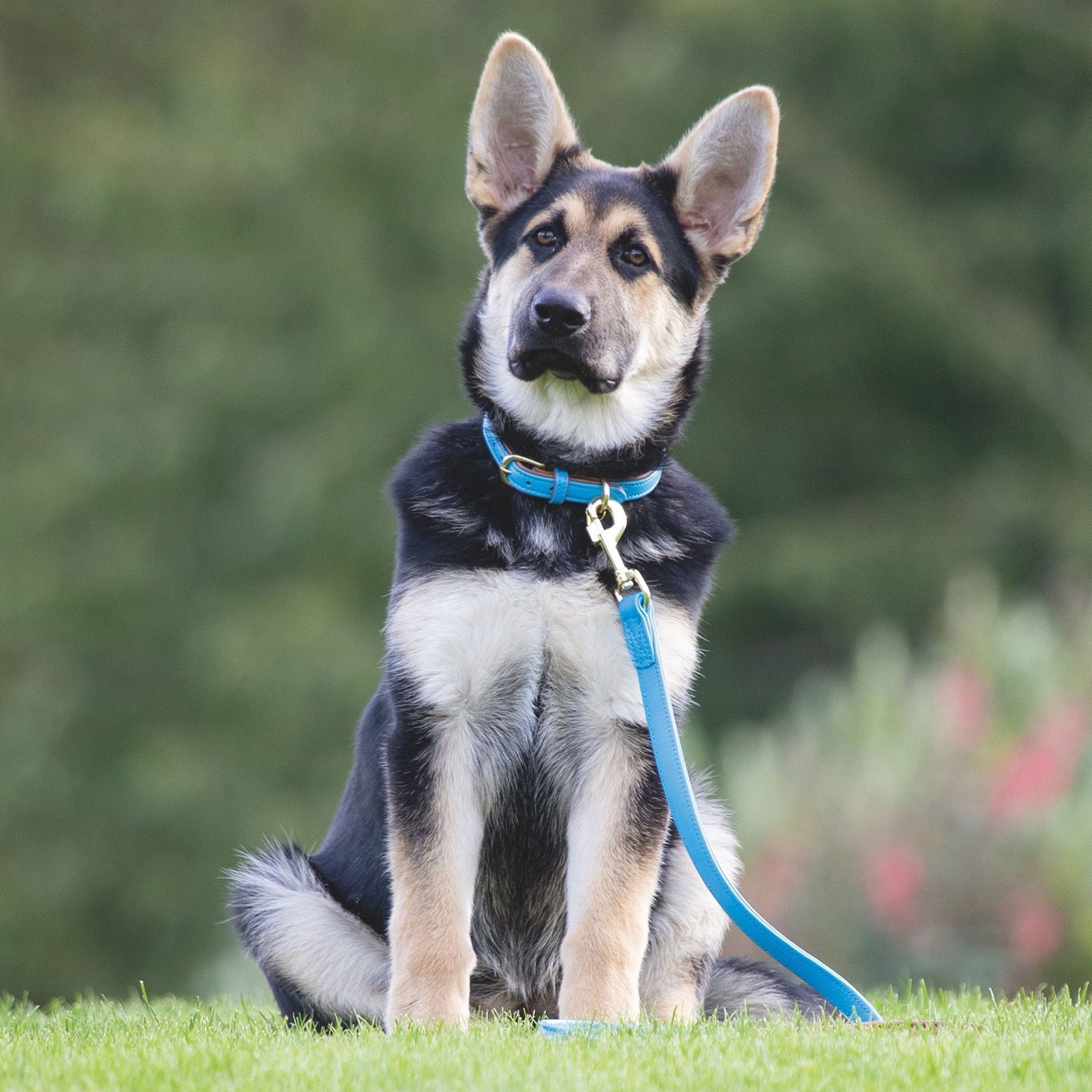 Shires Digby and Fox Padded Leather Dog Collar