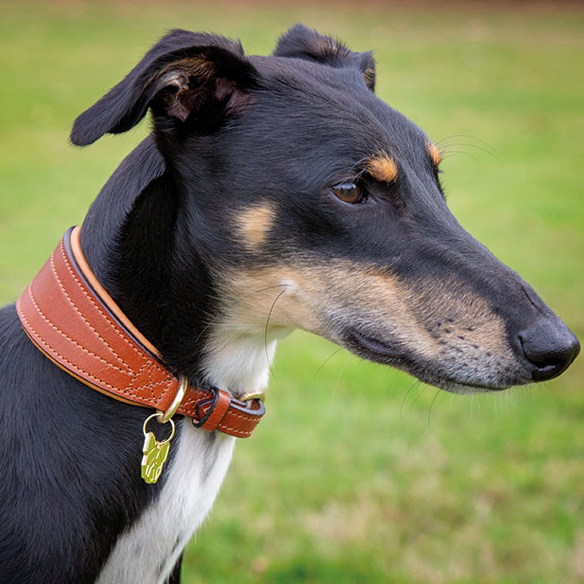 Padded greyhound outlet collars