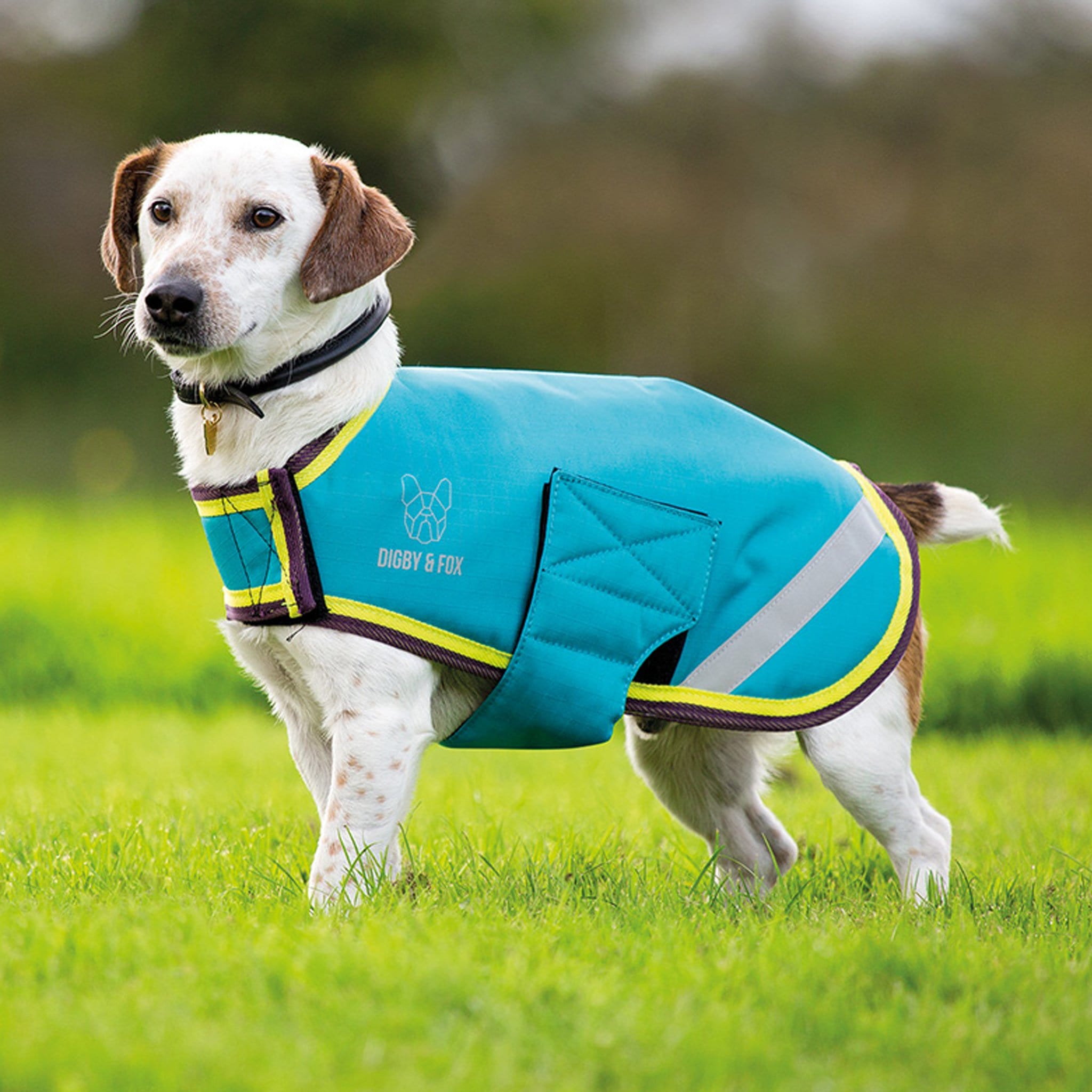 Harness compatible dog on sale coat