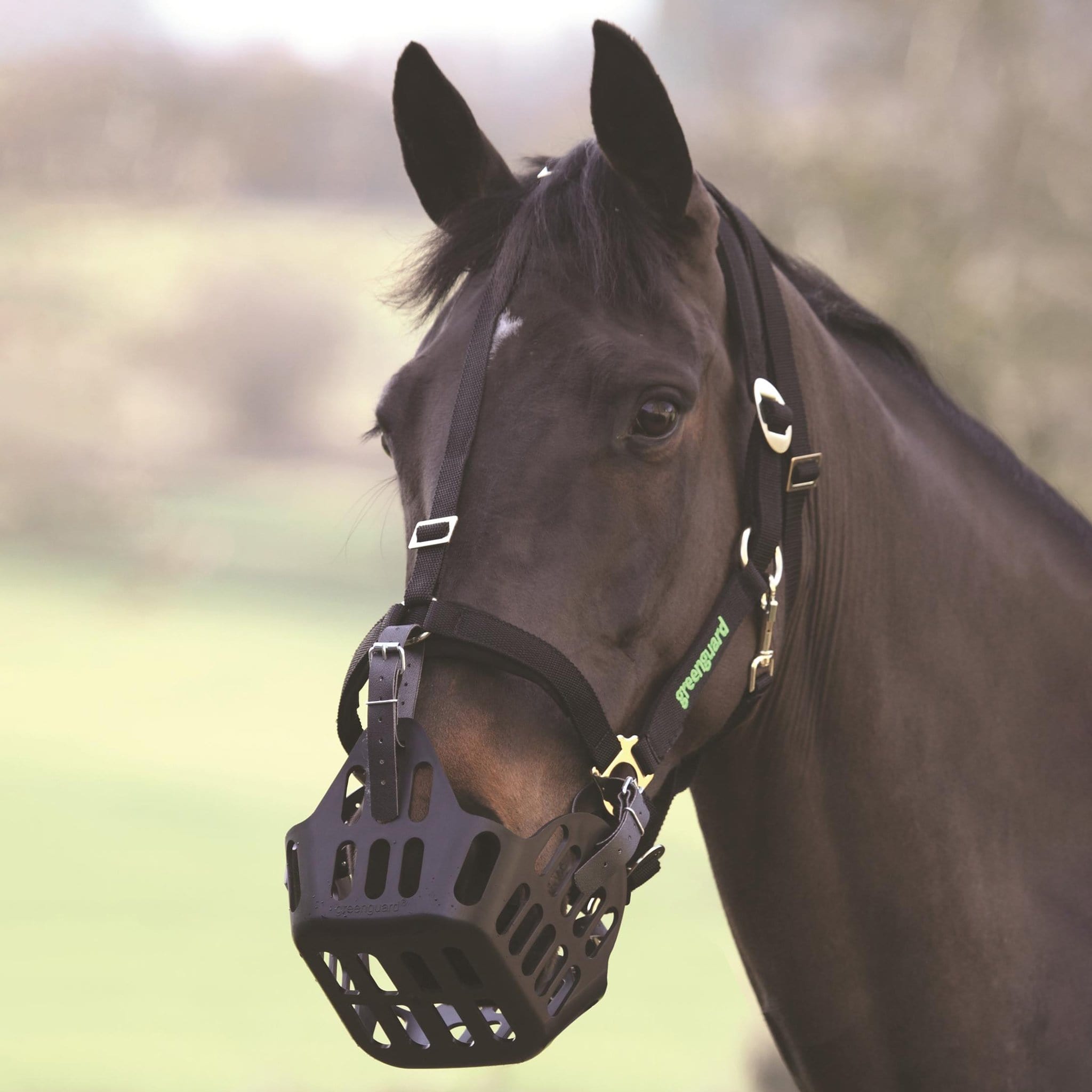 Greenguard grazing muzzles hotsell