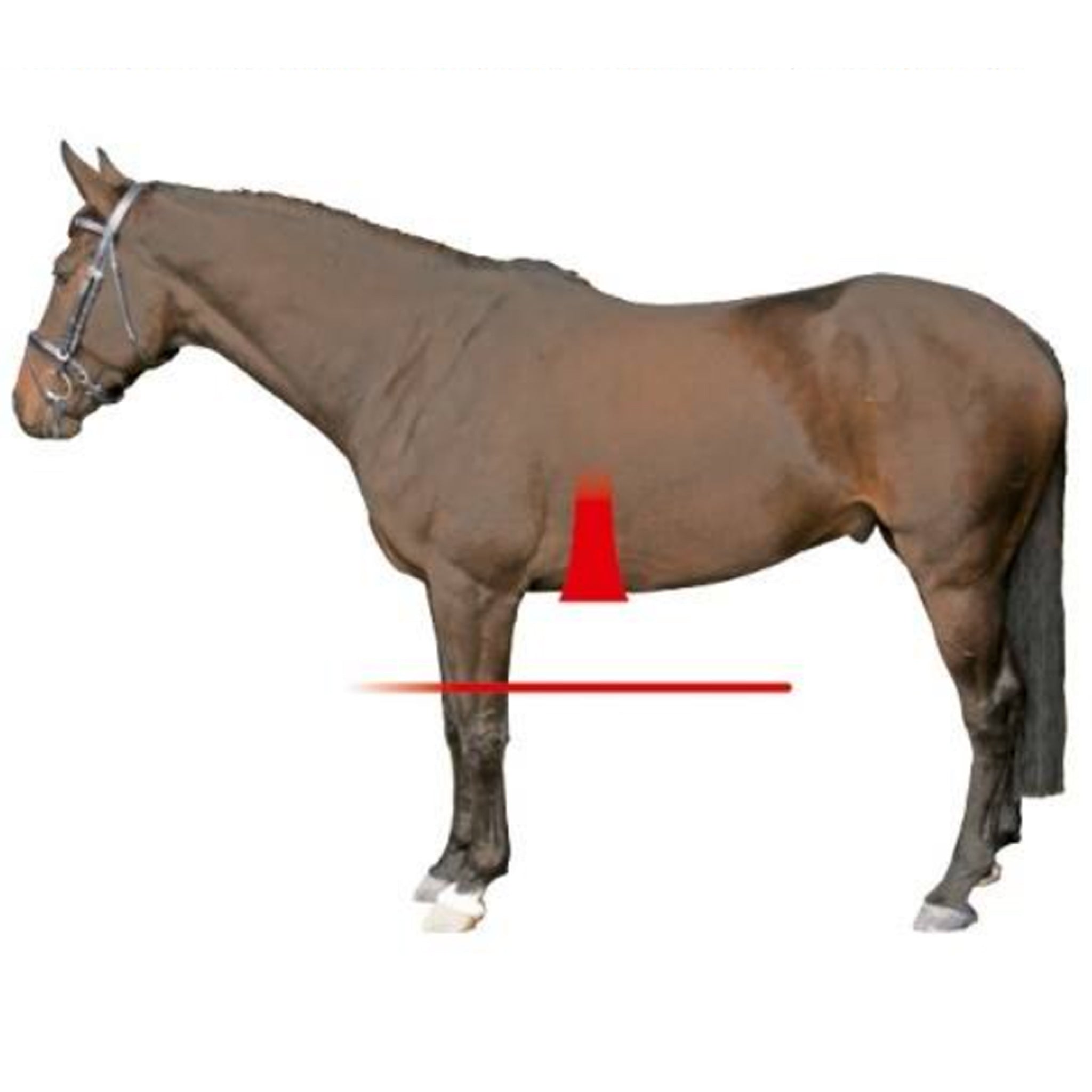 Anatomical Horse Girths