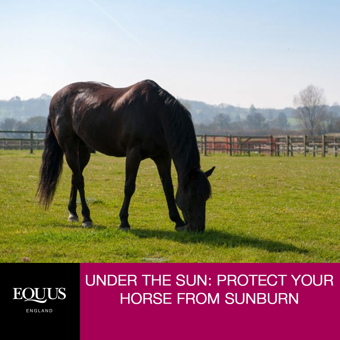 Under the Sun How to protect your Horse from Sun Damage and Sunburn