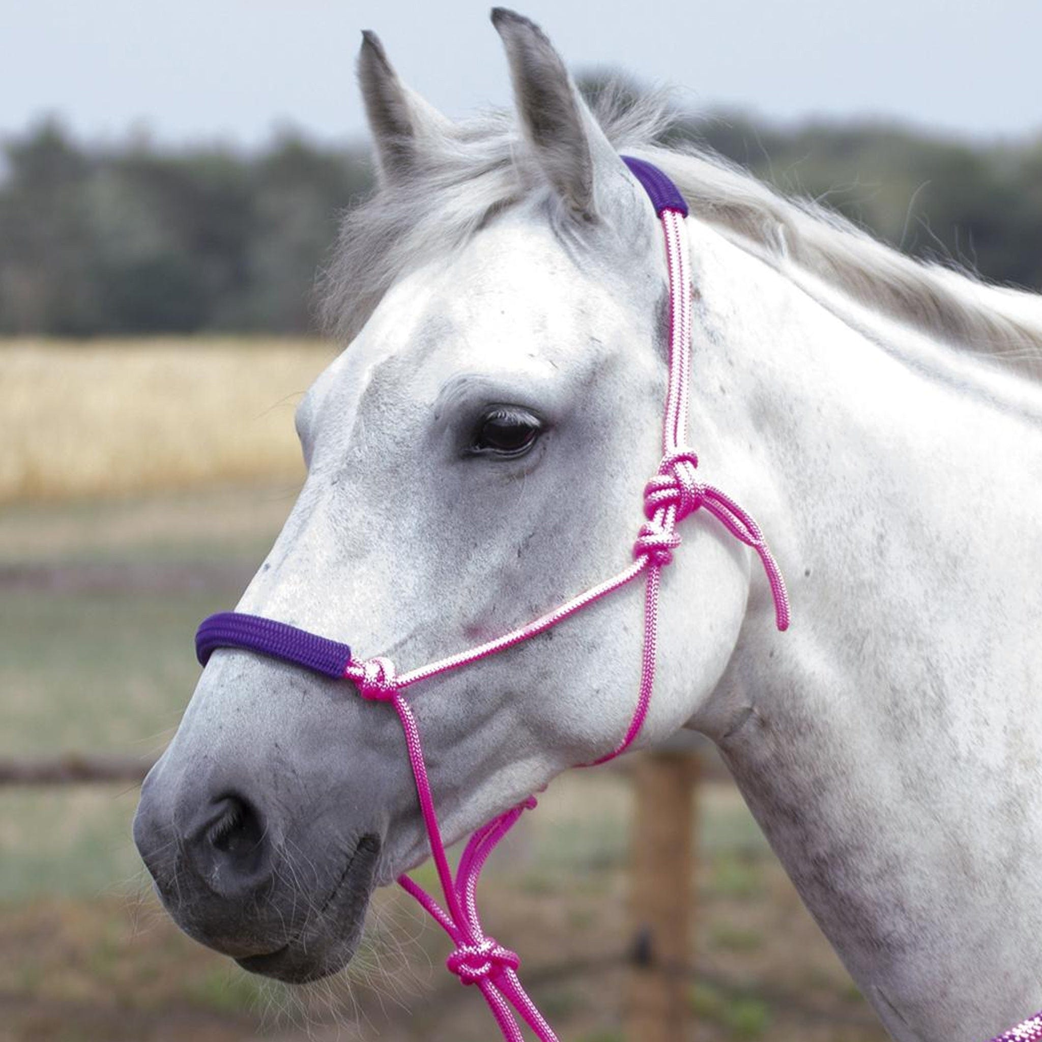 Busse Two Tone Rope Halter with Rope Pink and Lilac 601314